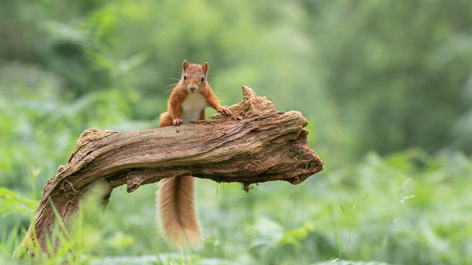 开云·Kaiyun网页版-“神奇逆转：球队在最后几秒里的奇迹”，足球最神奇逆转