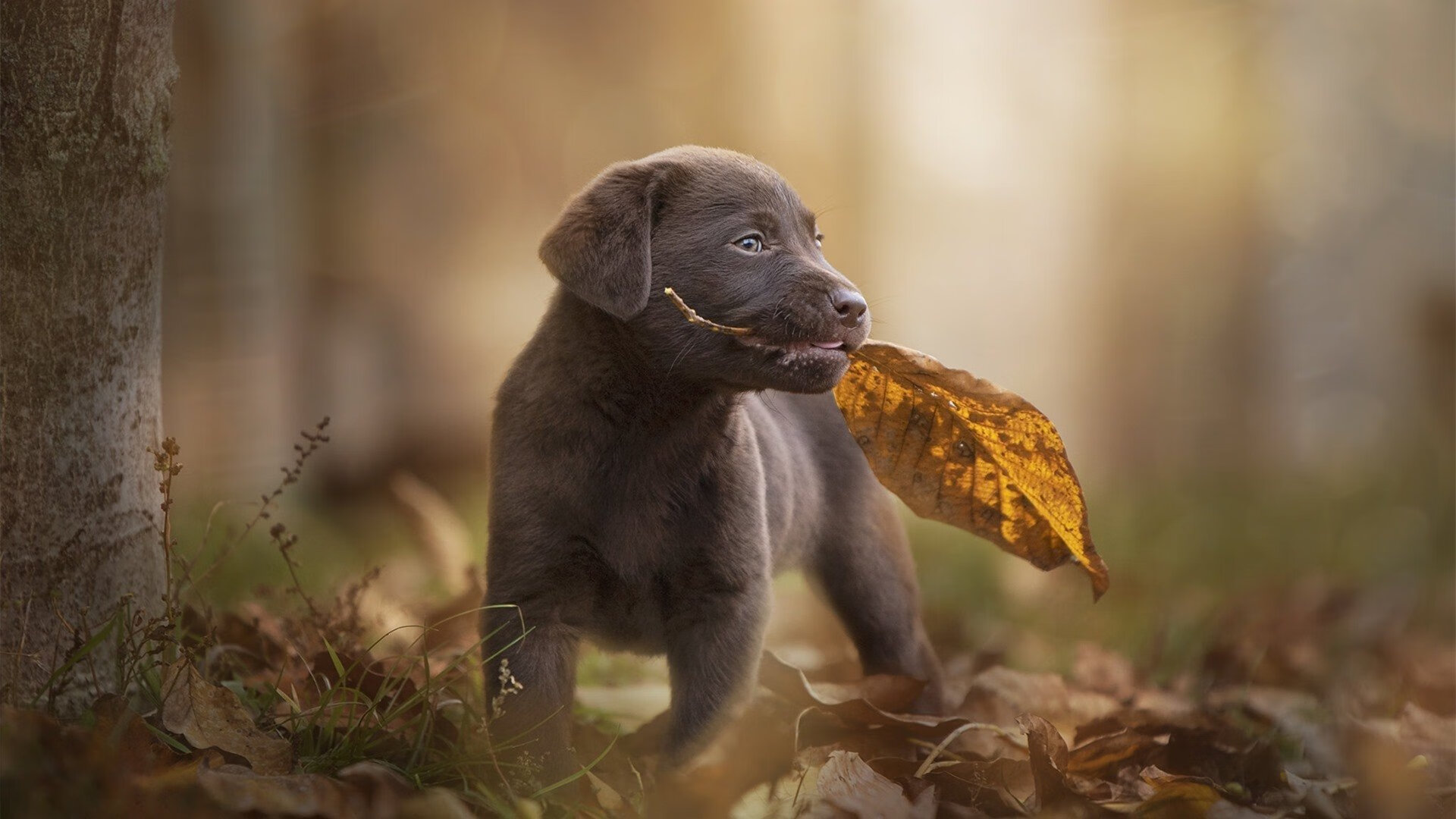开云体育网页版入口-【交易消息】球队交易动态对赛季的影响，球员交易特例