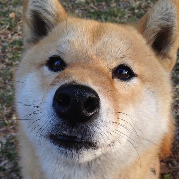 开云官方-橄榄球成为新兴社交运动，橄榄球发展现状